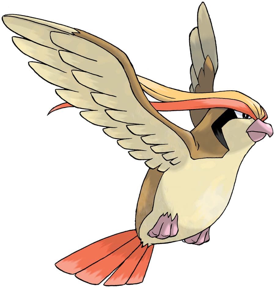 pidgeotto