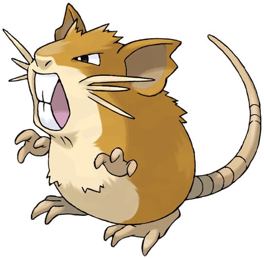 rattata